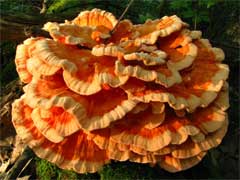 Chicken of the woods cost
